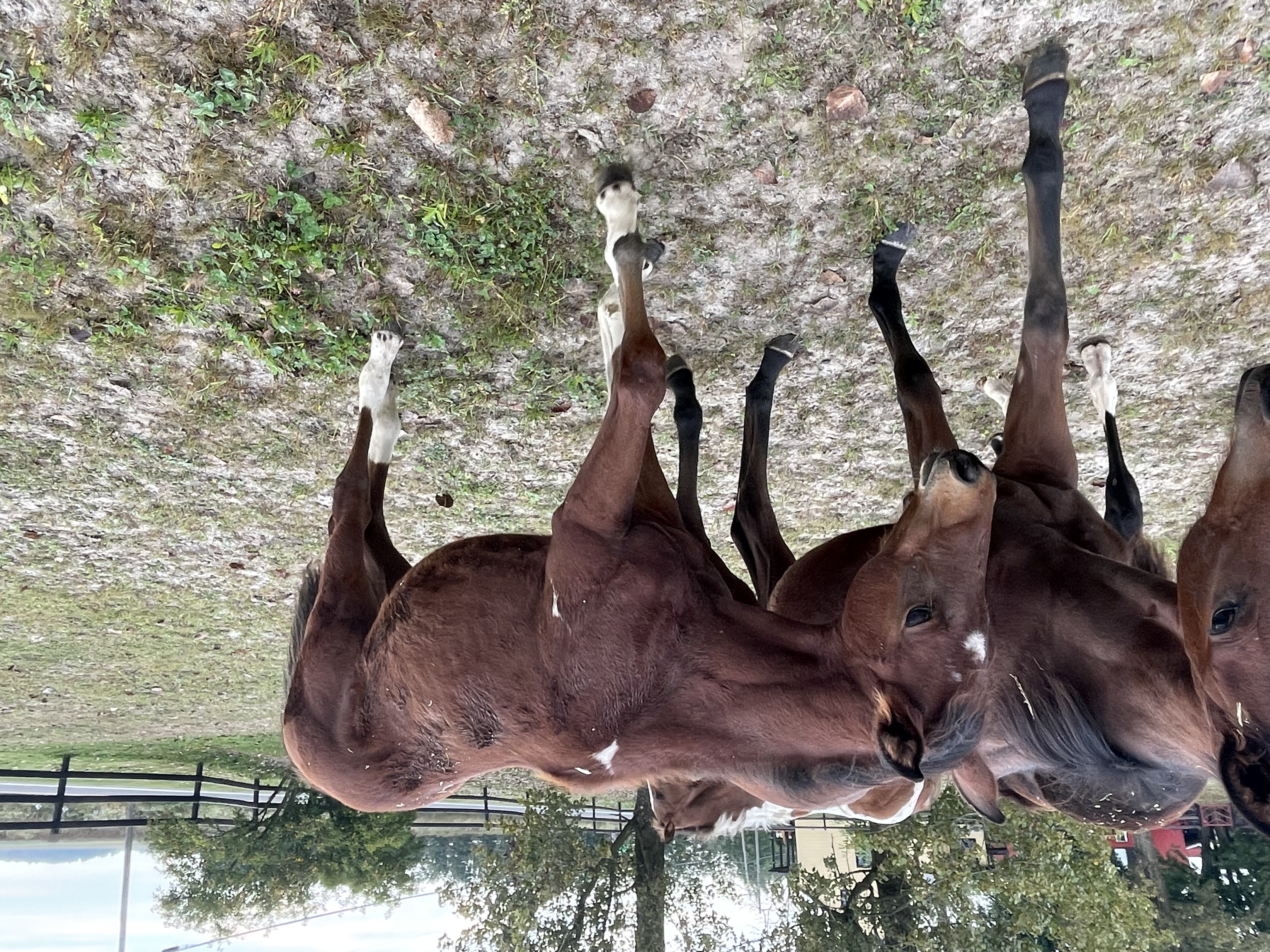 qu17